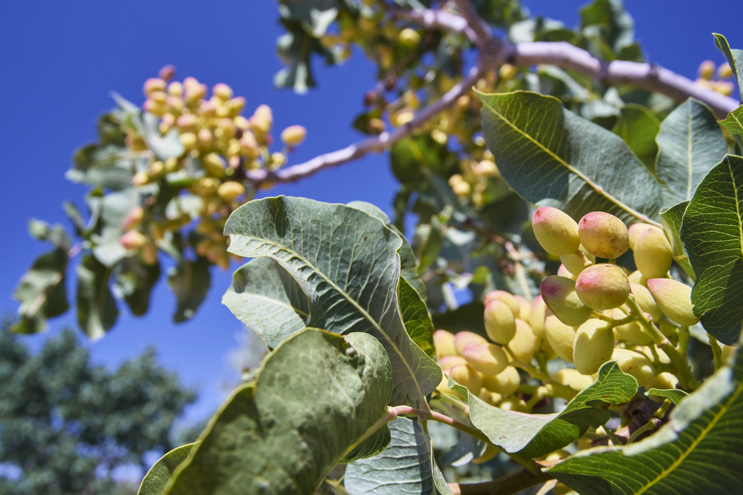raw pistachio seeds for planting 5 PISTACHIO NUT TREE Pistacia Vera Fruit Red Flowers Seeds – Seedville USA