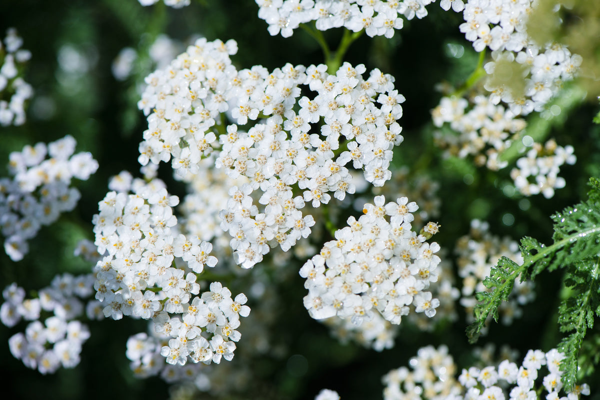 1000 WHITE YARROW Achillea Millefolium Native Flower Seeds