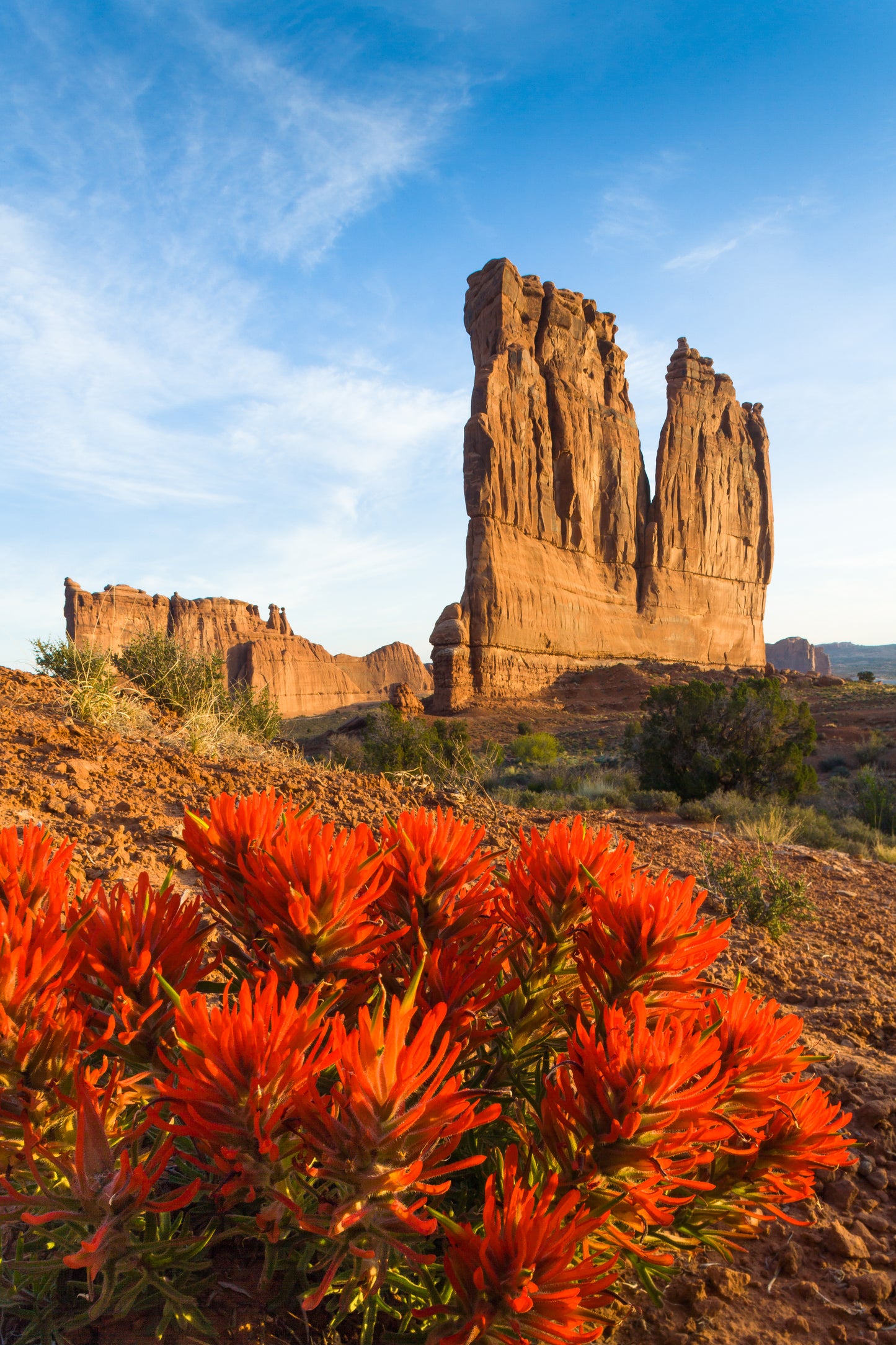 50 Red INDIAN PAINTBRUSH Castilleja Indivisa Flower Seeds