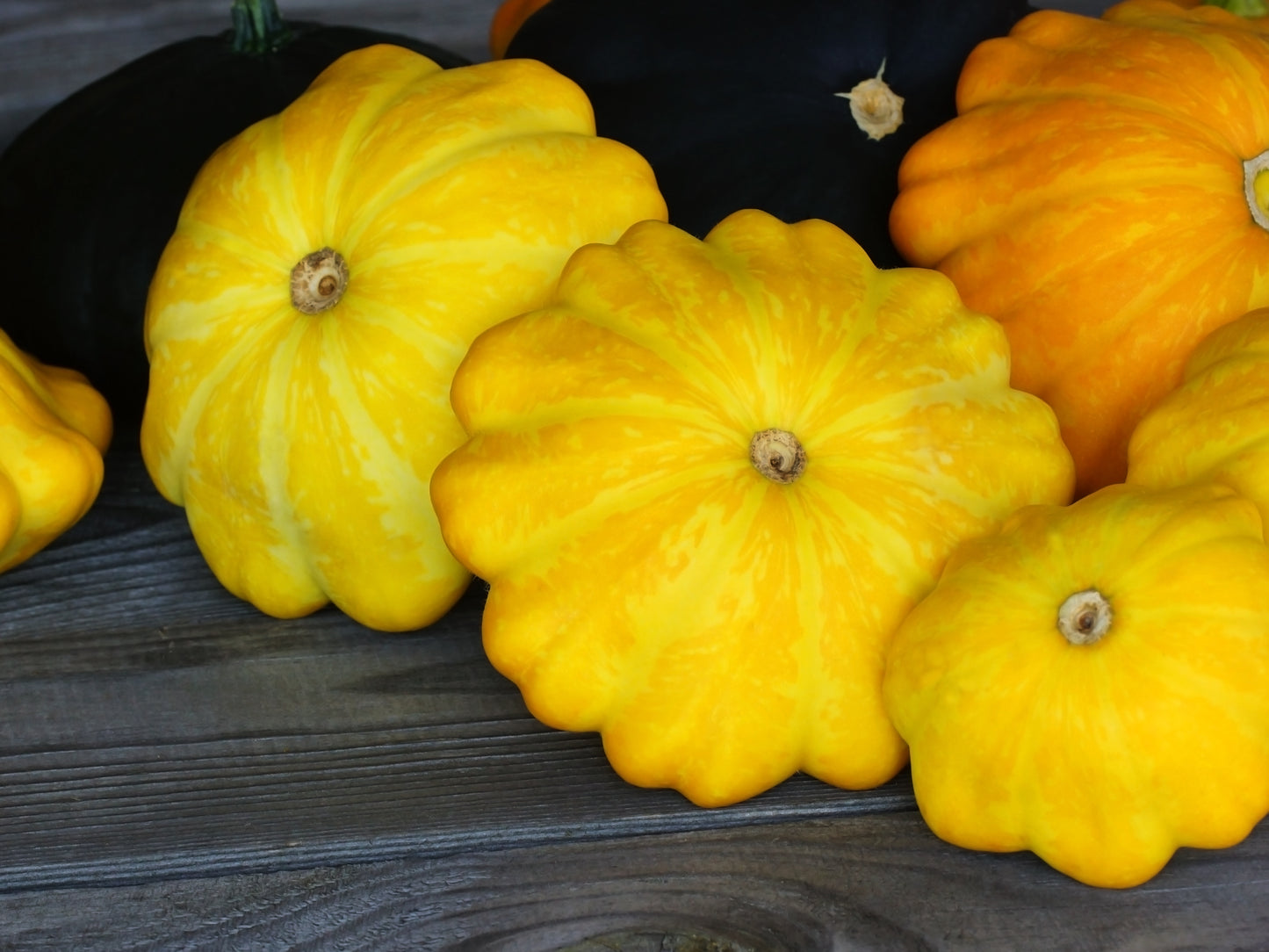 10 Golden YELLOW Bush SCALLOP SQUASH (Patty Pan / Paty Pan / Squanter Squash) Summer Cucurbita Pepo Vegetable Seeds