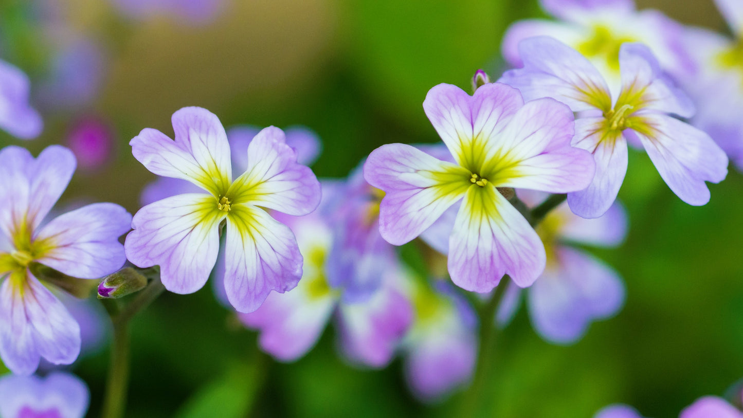 4000 VIRGINIA STOCK Malcolmia Maritima Flower Seeds