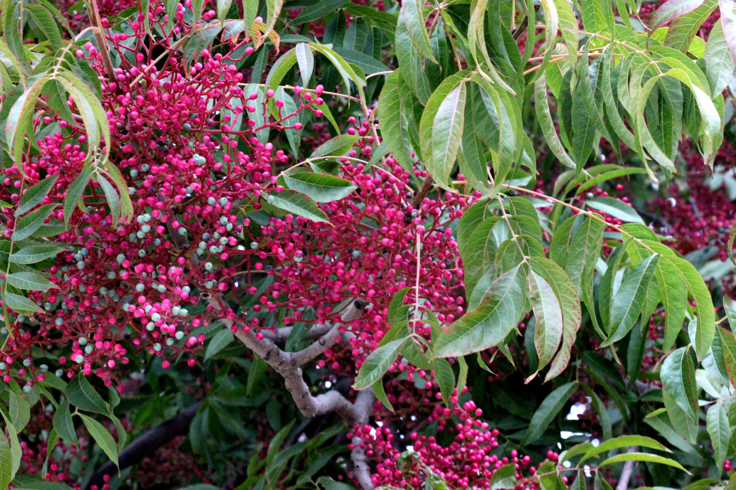 25 Chinese PISTACHIO Pistacia Chinensis Pistache Pistach Yellow Orange Red in Fall Mastic Tree Seeds