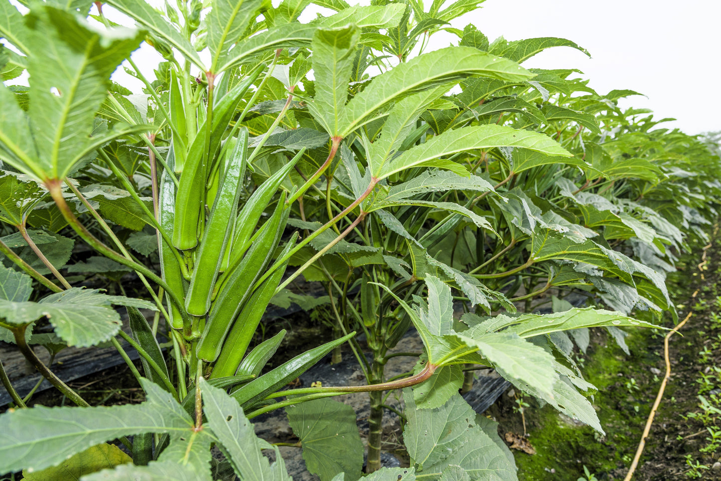 150 EMERALD GREEN Velvet OKRA Spineless Abelmoschus Esculentus Vegetable Seeds