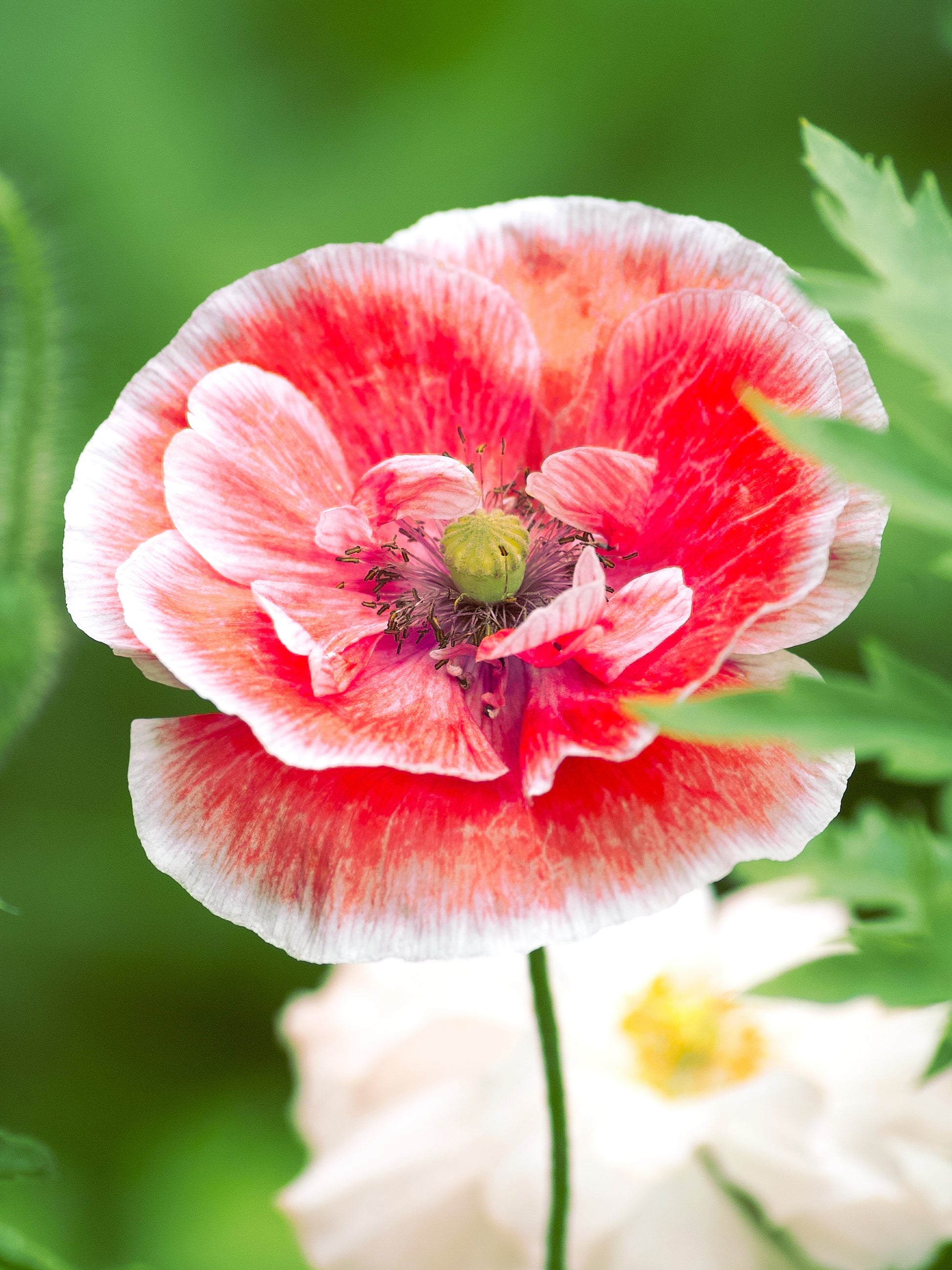 100 MOTHER Of PEARL POPPY Mix Papaver Rhoeas Shirley Flower Seeds Mixe –  Seedville USA