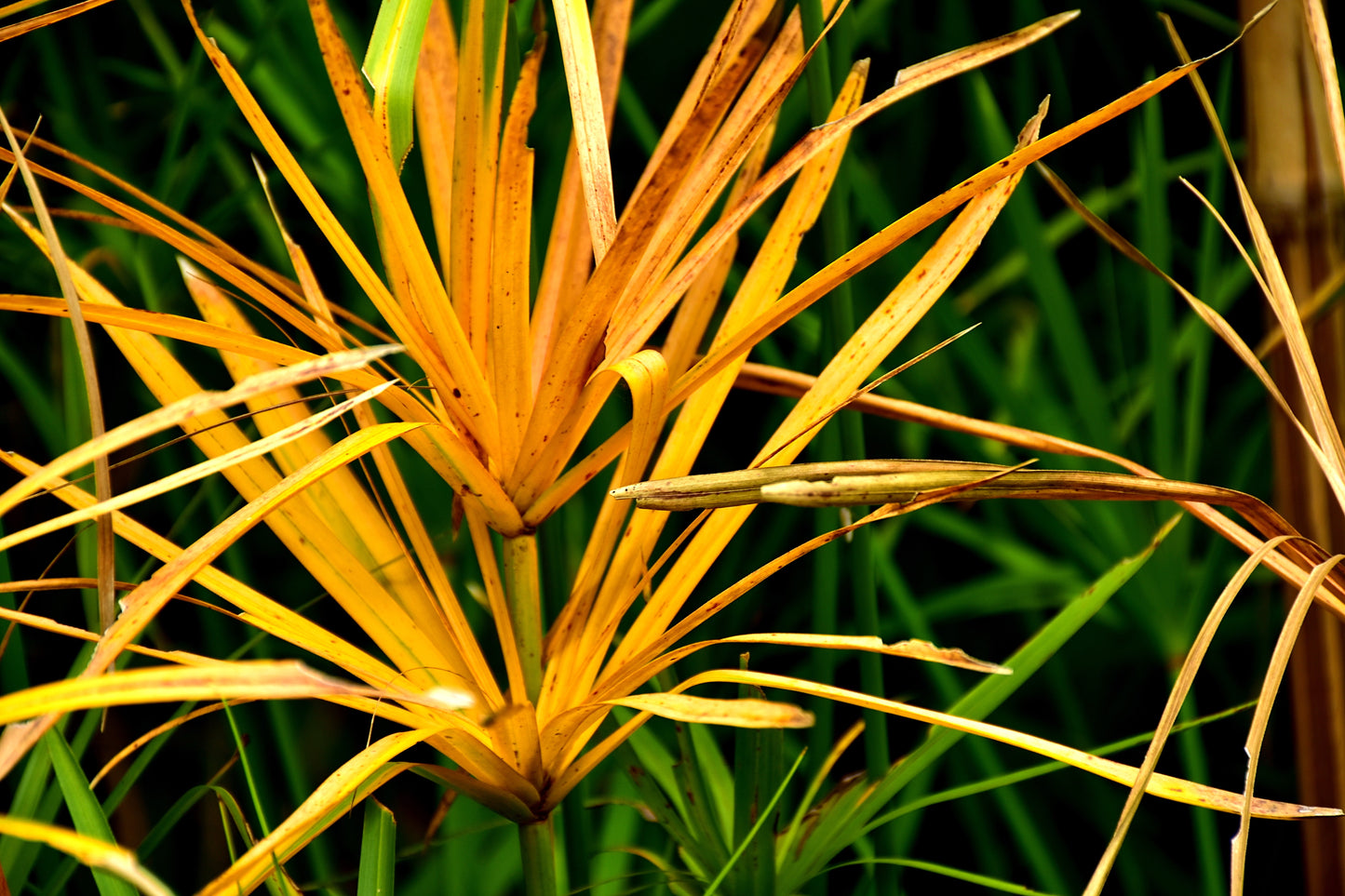 50 UMBRELLA PLANT CYPERUS Alternifolius Papyrus Grass Umbrella Palm Flower Seeds