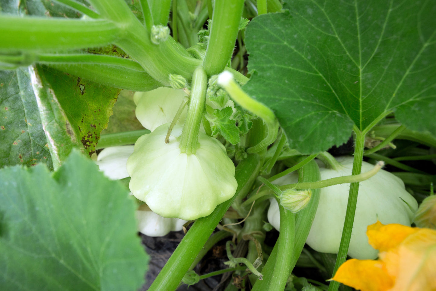 50 WHITE Bush SCALLOP SQUASH (Patty Pan / Paty Pan / Squanter Squash) Summer Cucurbita Pepo Vegetable Seeds