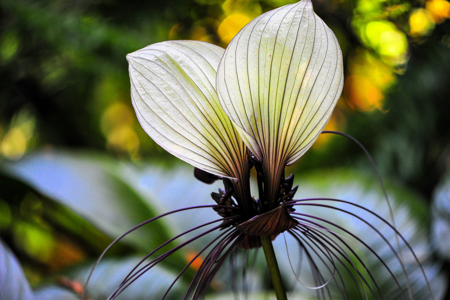 5 WHITE BAT FLOWER Tacca Integrifolia Nivea Bat Head Lily Flower Seeds