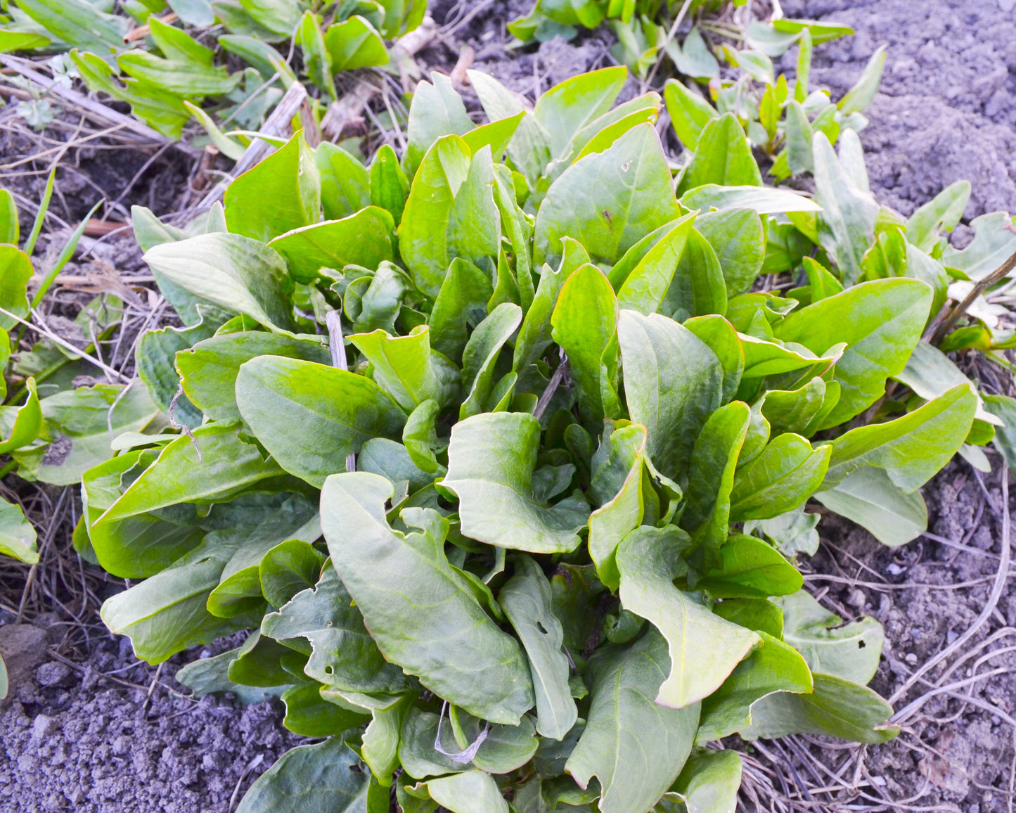 200 LARGE LEAF SORREL (Garden Sorrel / Spinach Dock / Redshank) Rumex Acetosa Vegetable Seeds