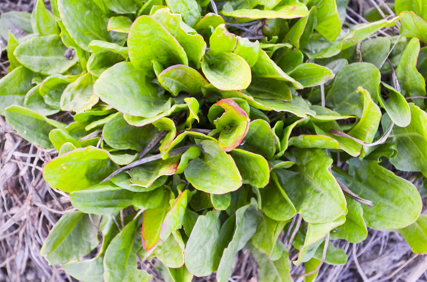 200 LARGE LEAF SORREL (Garden Sorrel / Spinach Dock / Redshank) Rumex Acetosa Vegetable Seeds