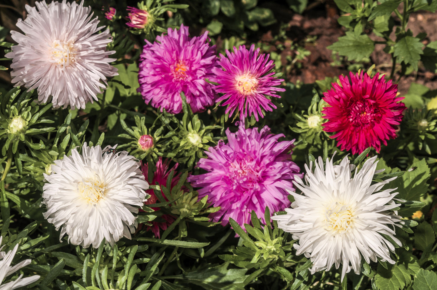 50 Mixed OSTRICH PLUME ASTER Feather Spider Callistephus Chinensis Flower Seeds