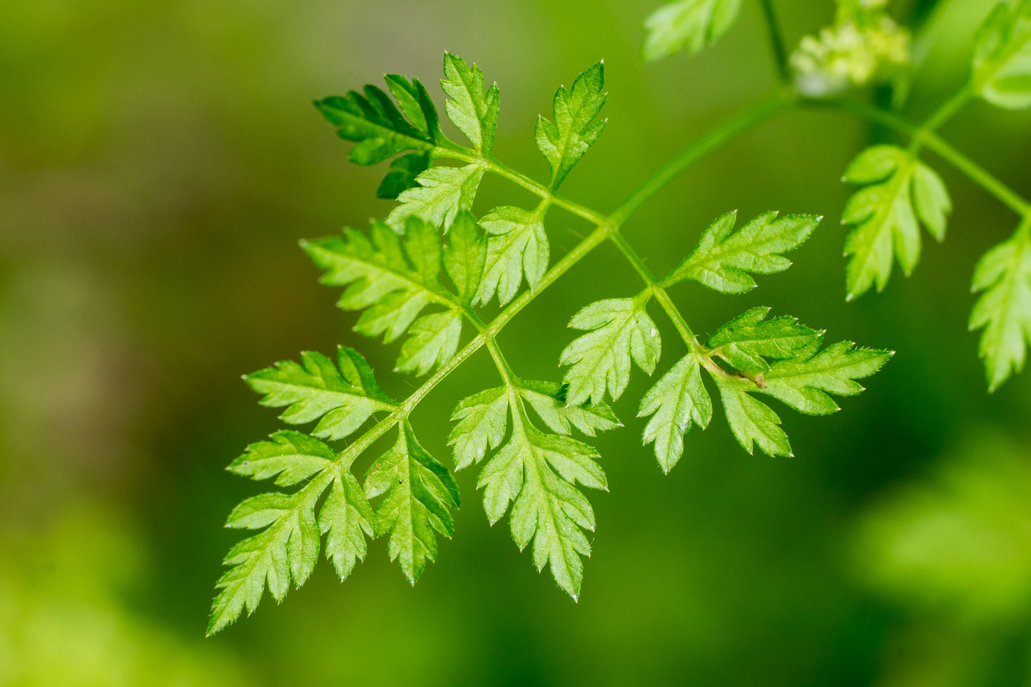 150 GARDEN CHERVIL (Gourmet Parsley) Anthriscus Cerefolium Herb Flower Seeds