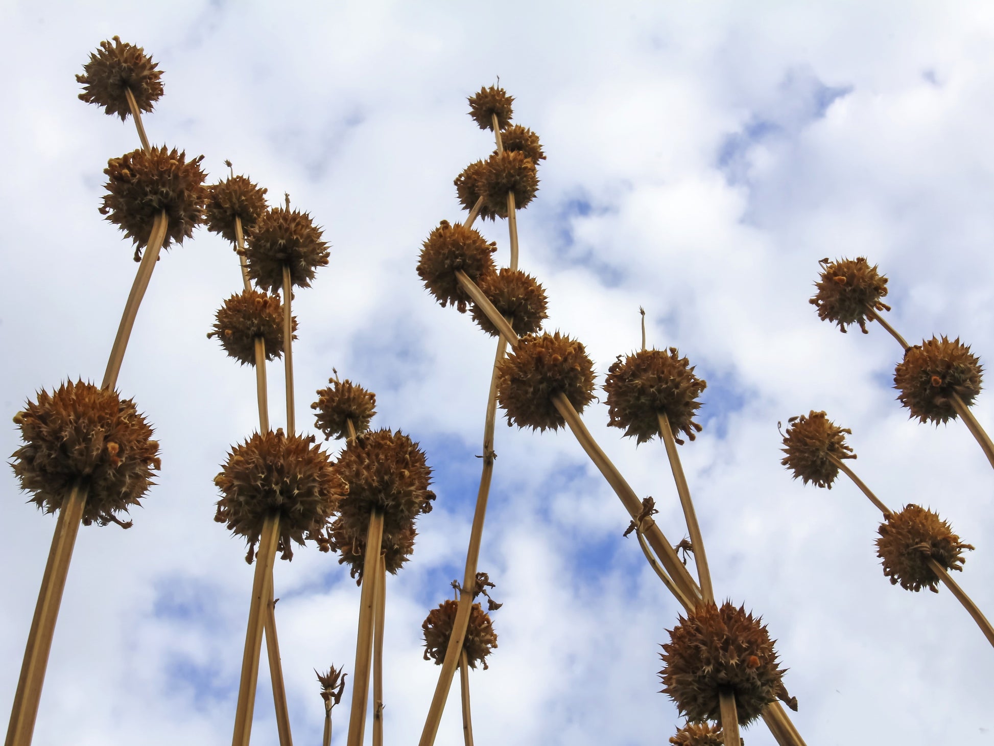 lion's ear flower seeds 25 KLIP DAGGA (Lions Ear / Lions Tail / Wild Klip Dagga) Leonotis Nepe – Seedville USA
