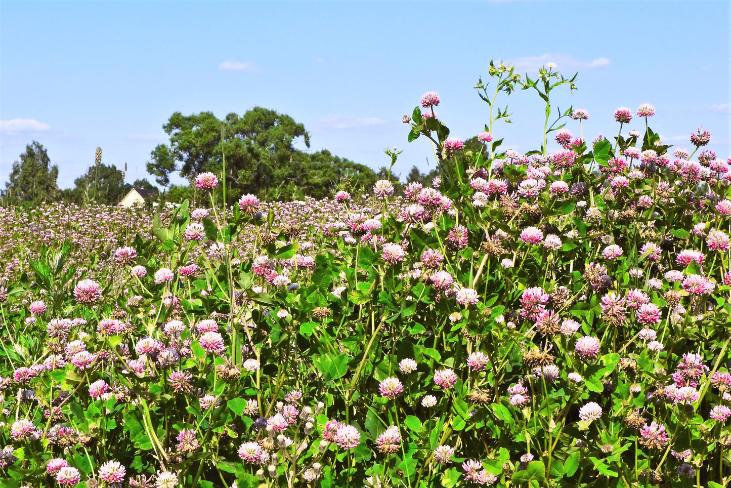 1500 ALSIKE CLOVER Trifolium Hybridum Pink & White Flower Legume Seeds