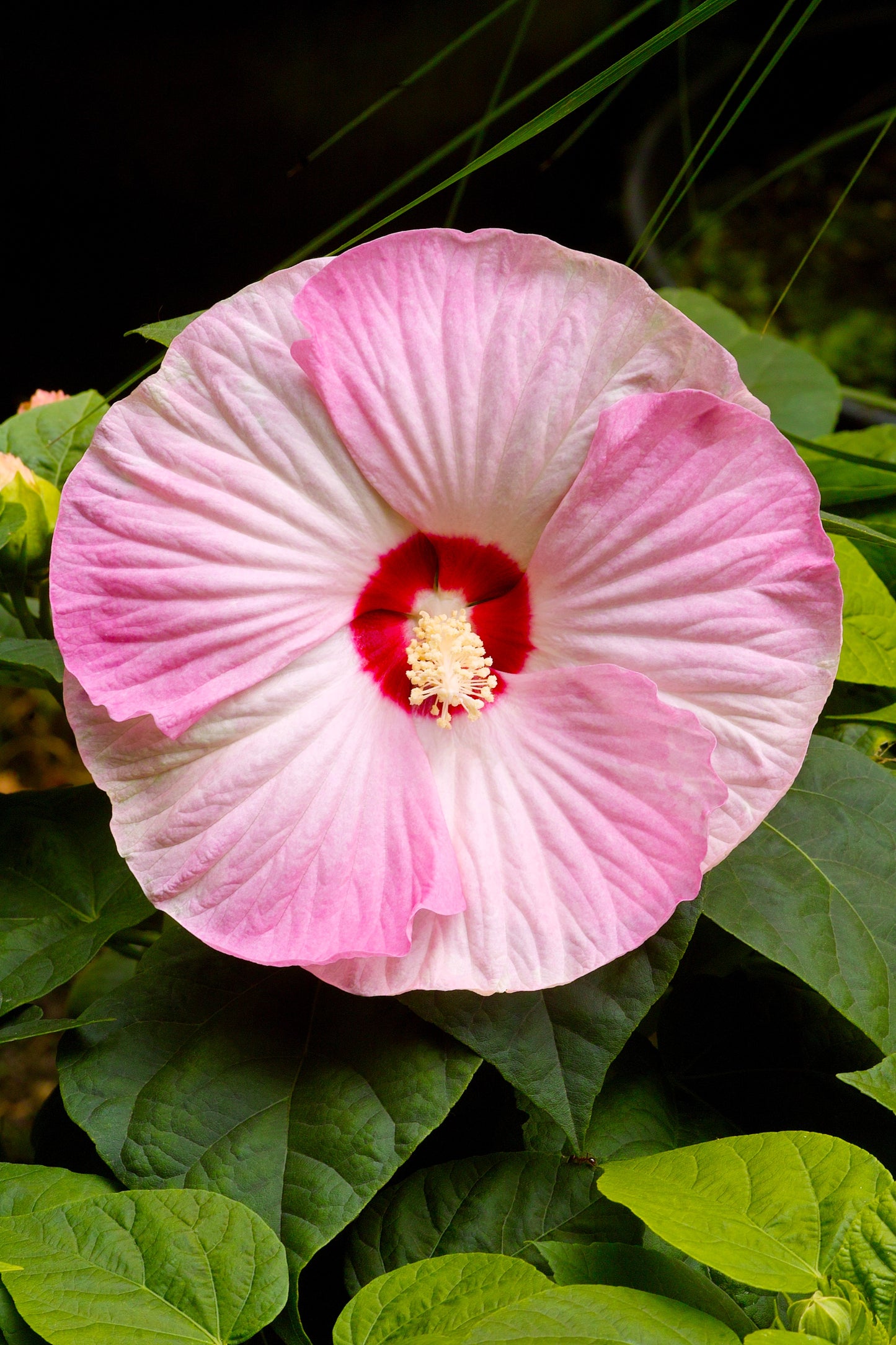 10 Luna PINK SWIRL Hardy HIBISCUS Flower Seeds