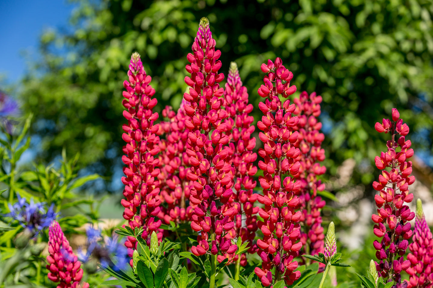 25 RED LUPINE 'My CASTLE' Lupinus Polyphyllus Scarlet Russell Lupin Band of Nobles Series Flower Seeds