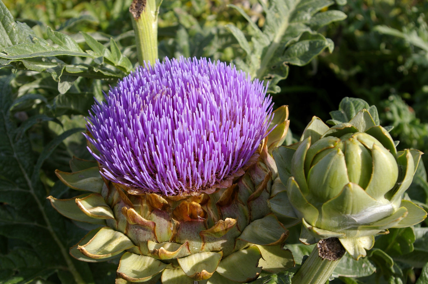 75 GREEN GLOBE ARTICHOKE Cynara Scolymus Vegetable Seeds