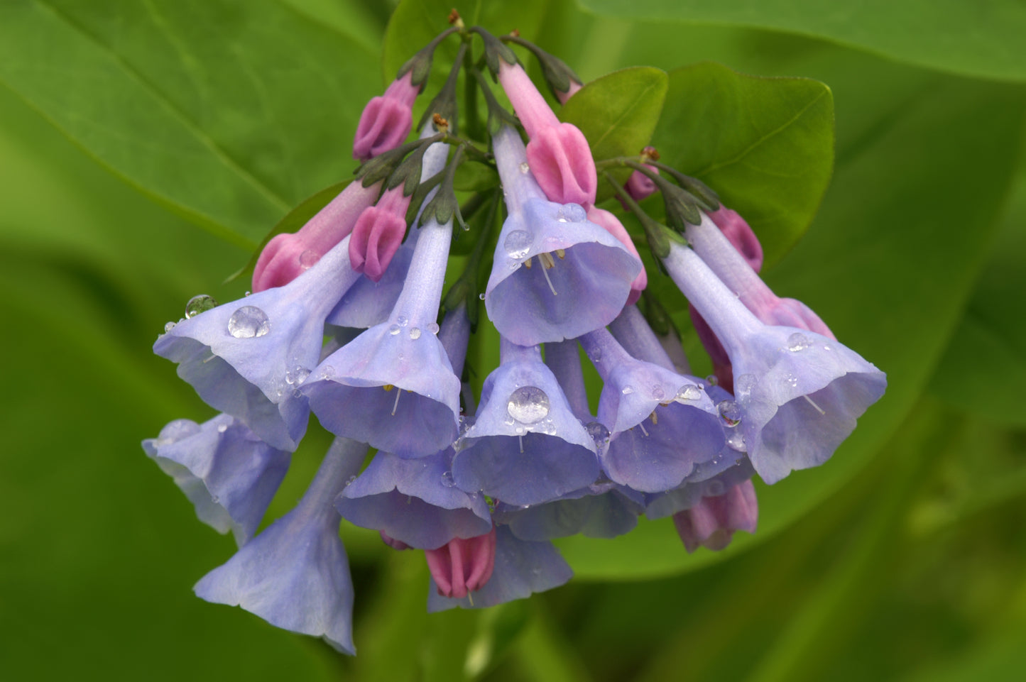 25 VIRGINIA BLUEBELLS True Blue & Pink Mertensia Virginica Flower Seeds