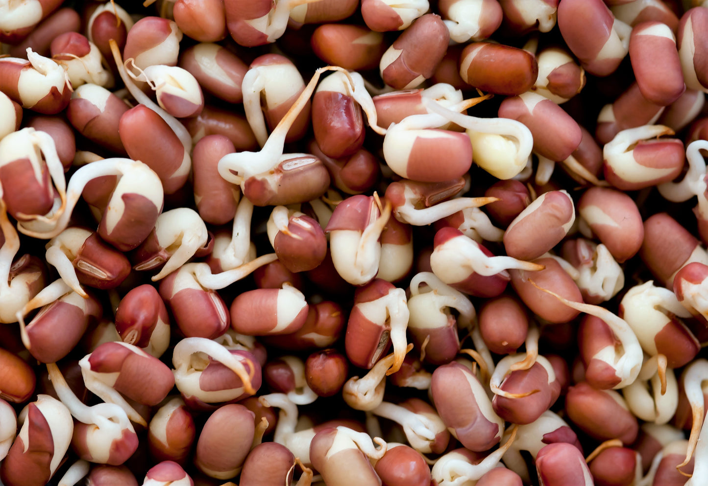 50 ADZUKI BEAN Aduki Red Bean Maroon Phaseolus Angularis Legume Vegetable Seeds