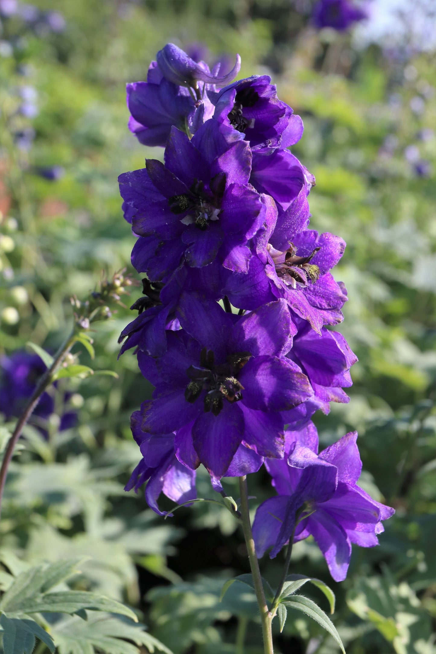 50 BLACK KNIGHT DELPHINIUM Elatum Cultorum Pacific Giant Larkspur Perennial Flower Seeds