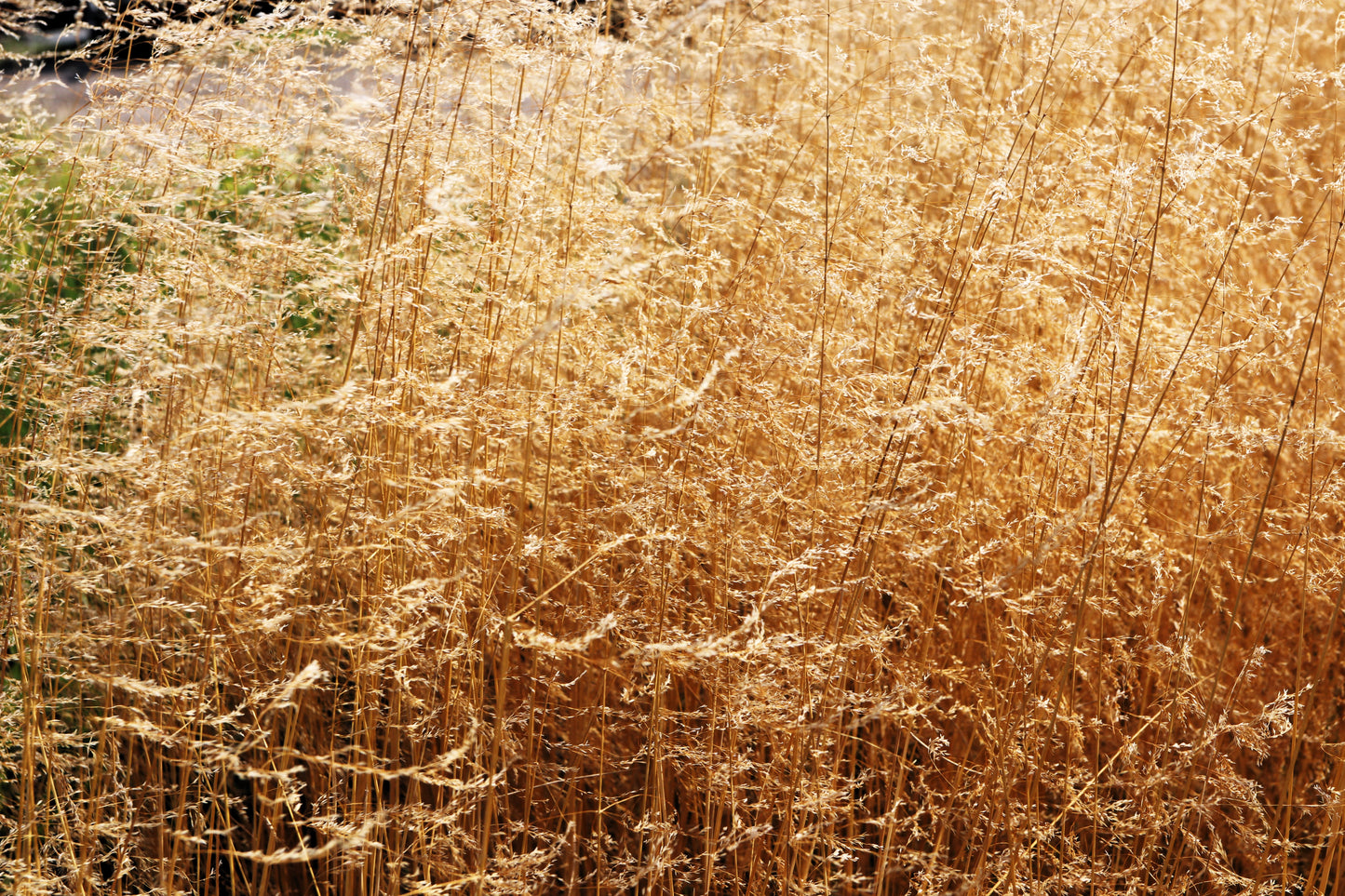 200 TUFTED HAIRGRASS Tussock Grass Deschampsia Cespitosa Moist Ornamental Native Seeds