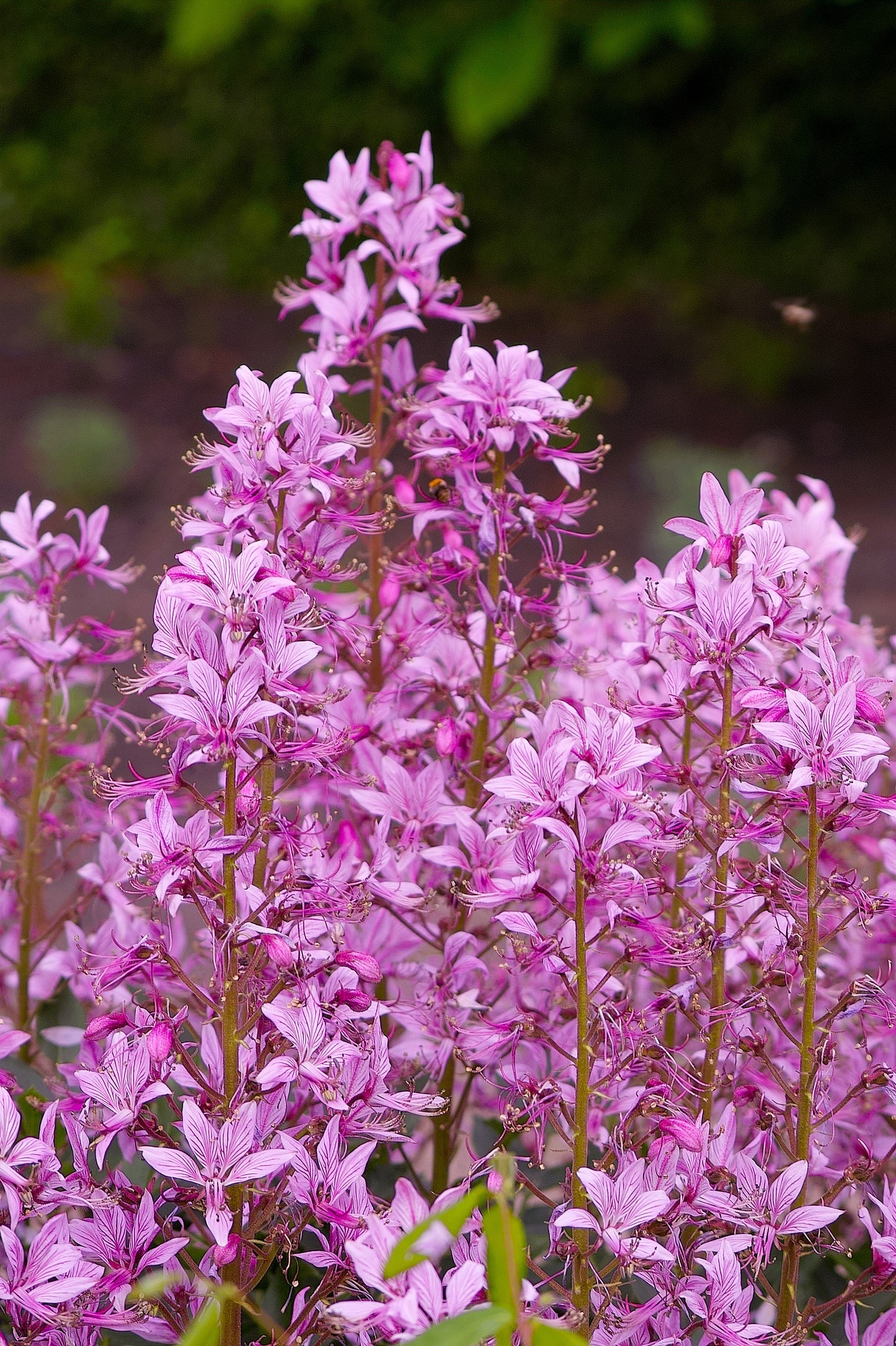 10 GAS PLANT MIX Dictamnus Albus Mixed Colors White Red Pink Lilac Flower Seeds