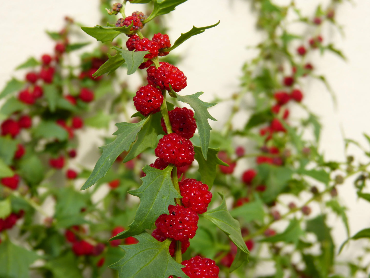 100 STRAWBERRY STICKS / SPINACH Chenopodium Foliosum Fruit Berry Seeds