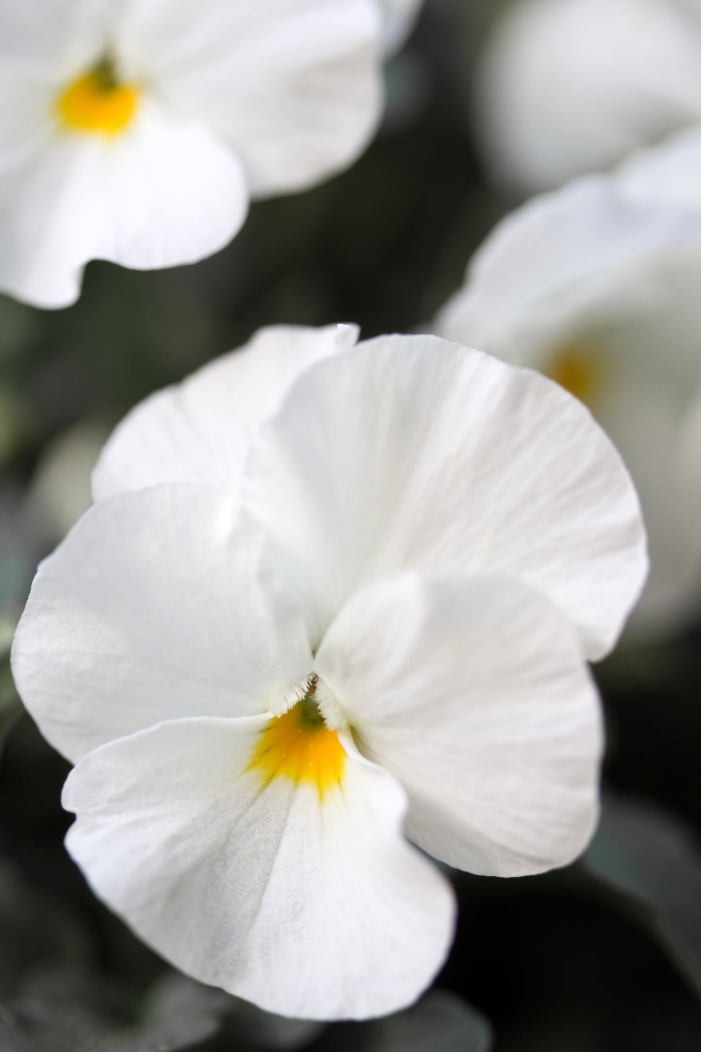 50 WHITE PANSY Clear Crystals Violet Viola Wittrockiana Flower Seeds