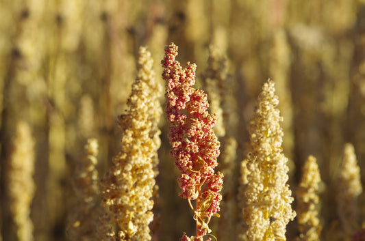 100 Organic PEPPERMINT QUINOA Grain Chenopodium Quinoa White & Green Heads - White Seeds