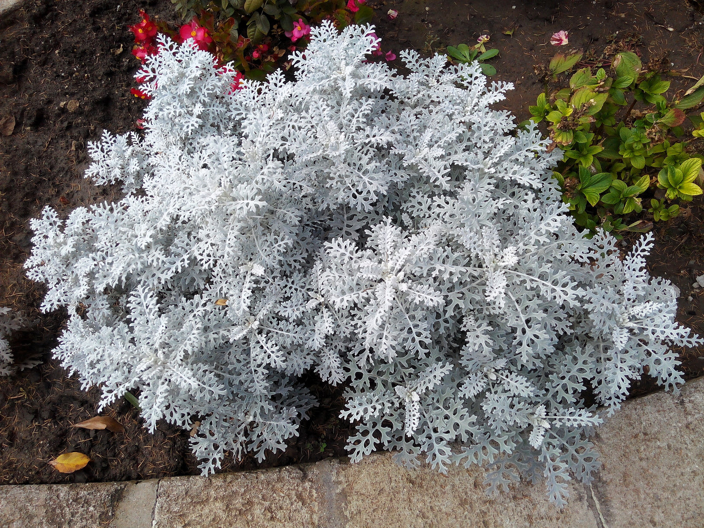 300 SILVERDUST DUSTY MILLER Cineraria maritima Flower Seeds