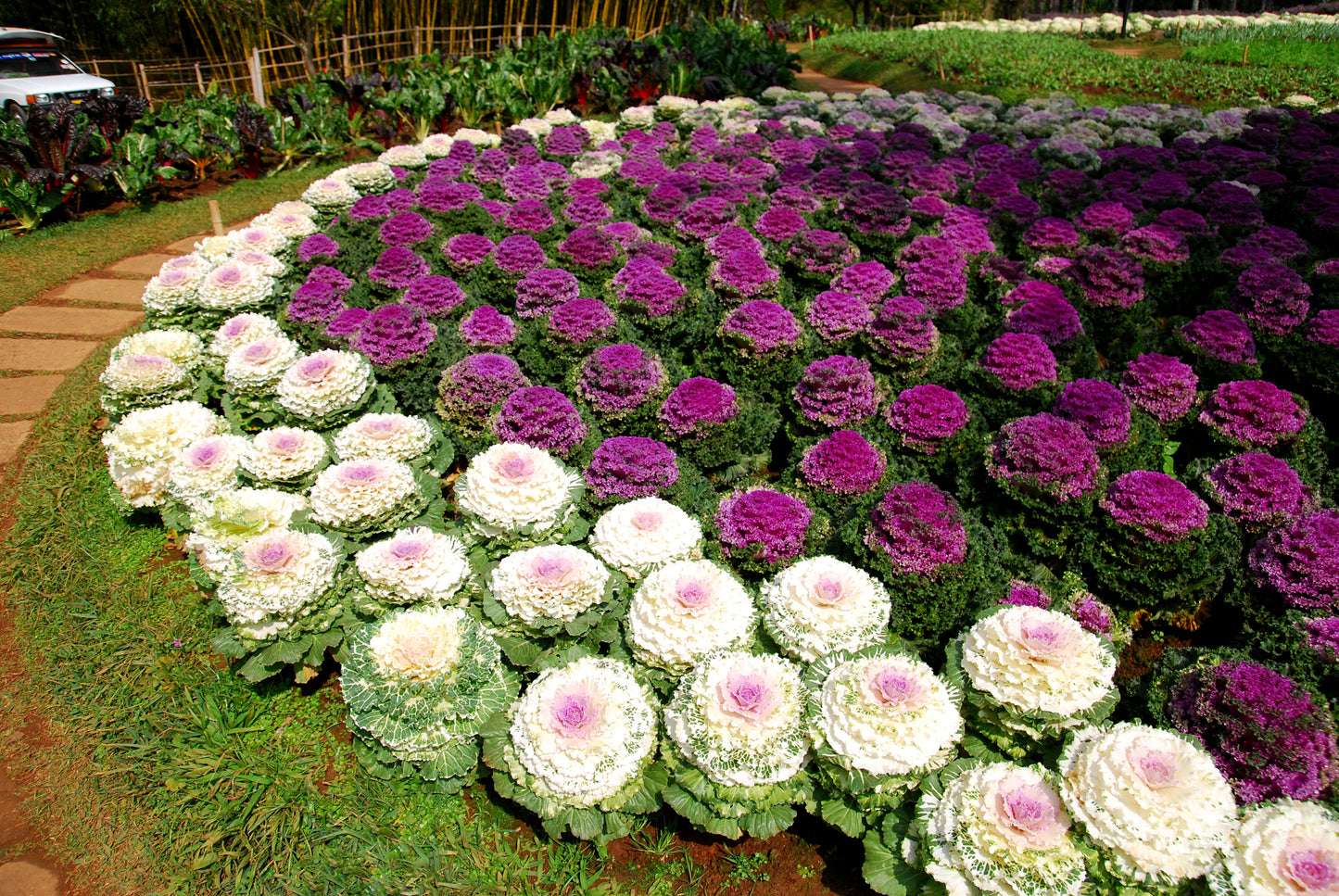 50 MIXED ORNAMENTAL CABBAGE Flowering Cabbage Brassica Oleracea Seeds