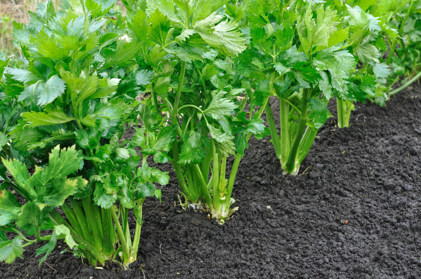 1000 TALL UTAH CELERY Apium Graveolens Dulce Vegetable Seeds