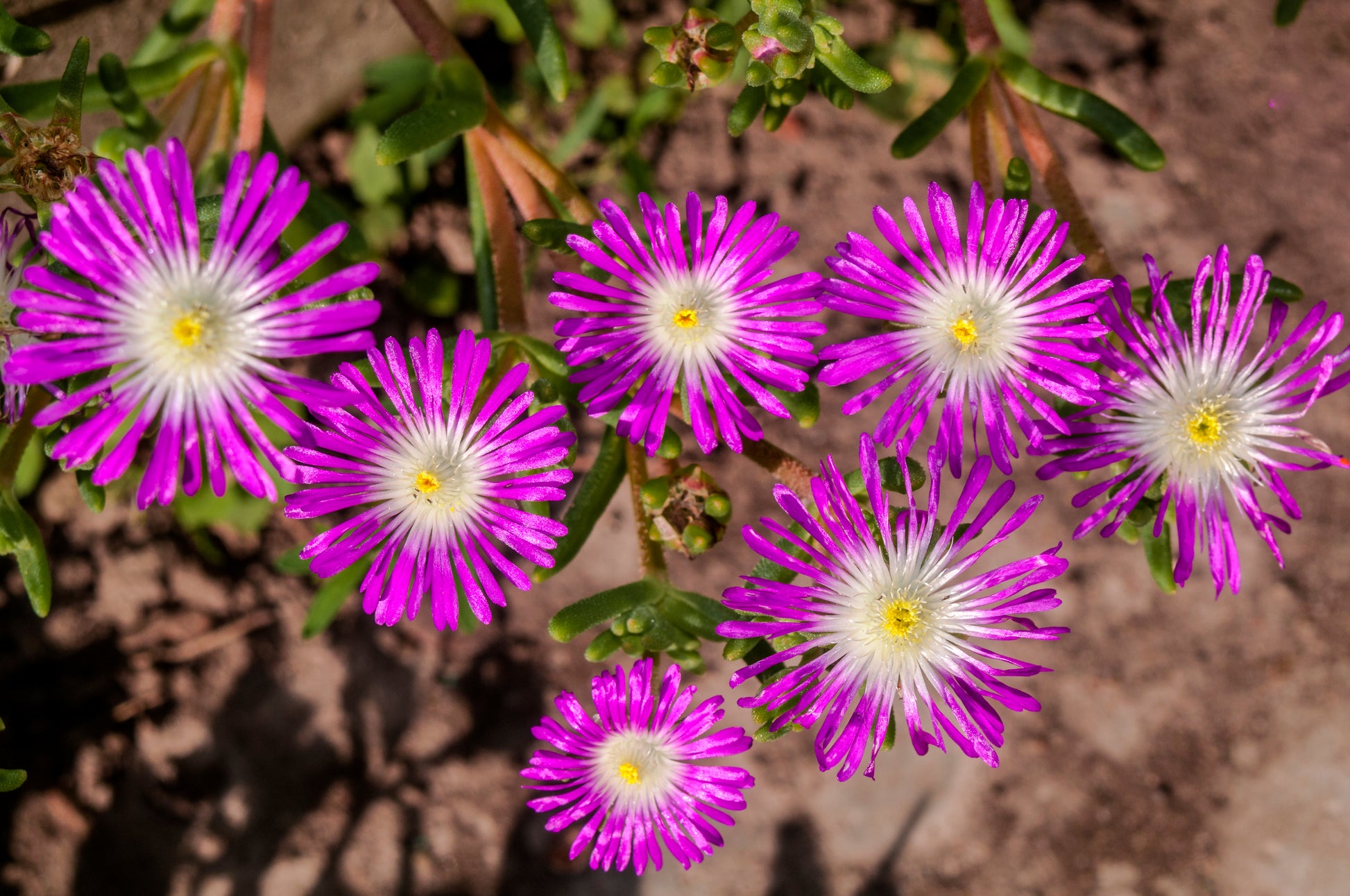 ice plant seeds for sale 25 STARDUST ICE PLANT Mesembryanthemum Delosperma Floribunda Perennial – Seedville USA