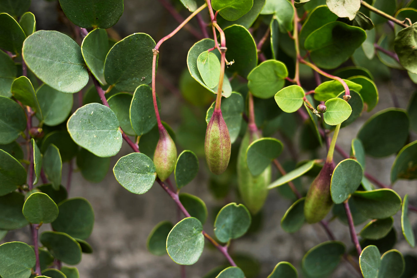 20 CAPER BUSH Edible Capers Flinders Rose Flower Capparis Spinosa Shrub Seeds