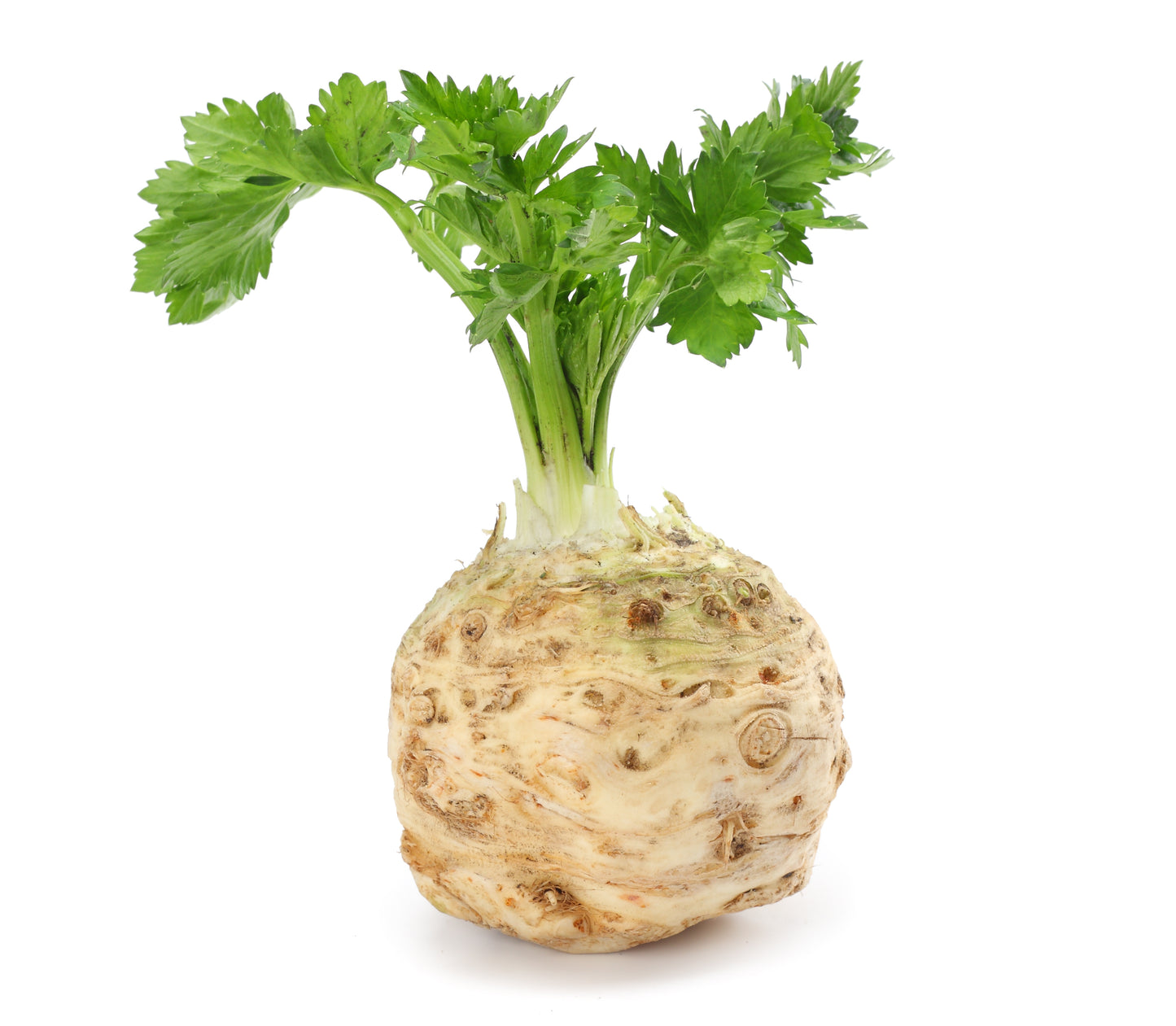 500 GIANT PRAGUE CELERIAC Apium Graveolens Celery Root Vegetable Seeds