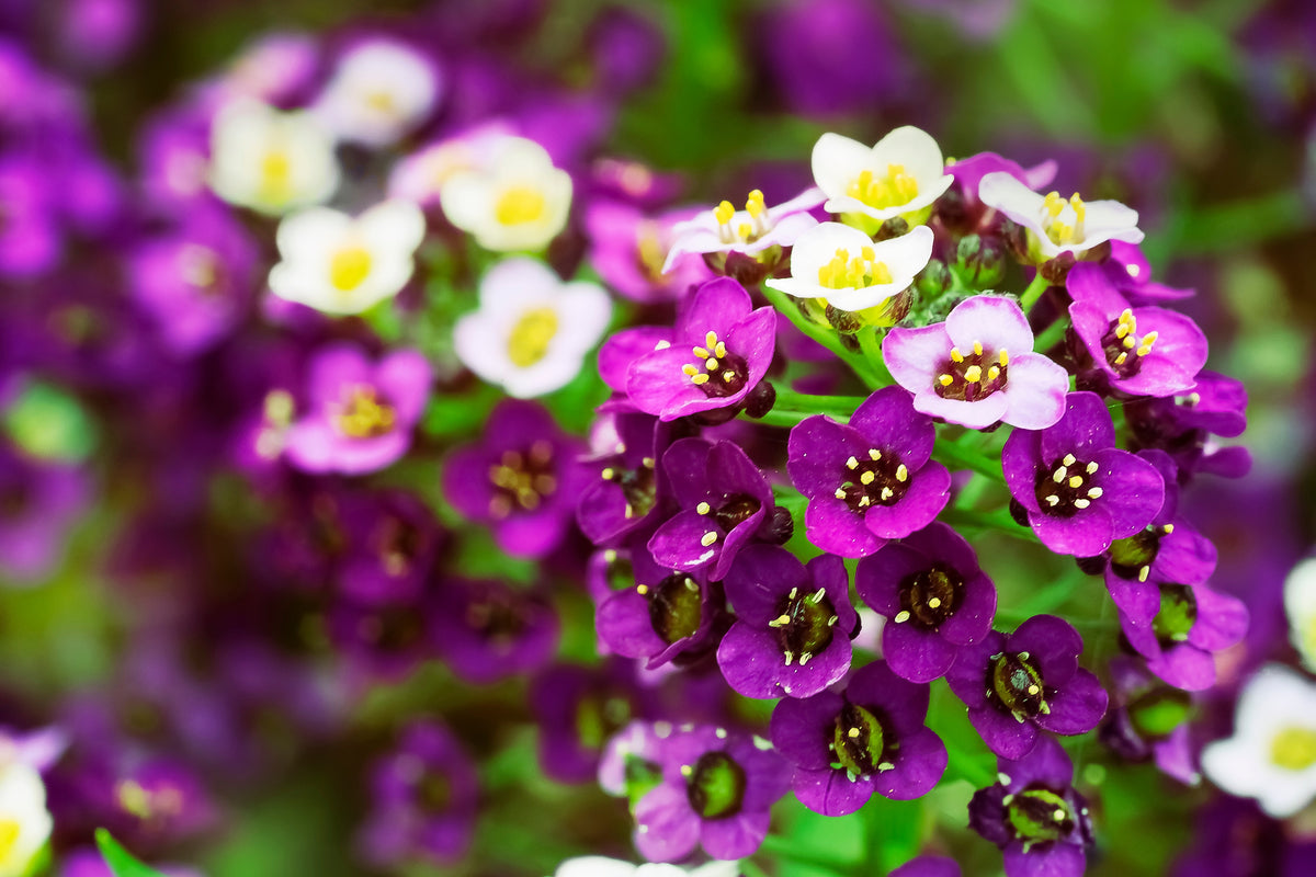 100 EASTER BONNET ALYSSUM Lobularia Maritima Bright Violet Purple Flower Seeds