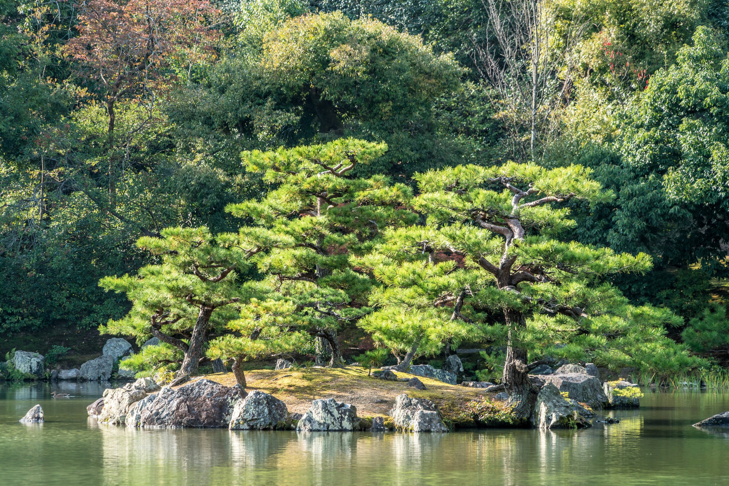 10 Japanese BLACK PINE TREE Evergreen Pinus Thunbergii Seeds