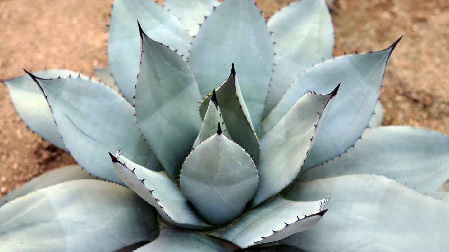 5  ARTICHOKE AGAVE Parry's Huachuca Agave Parryi Huachucensis Century Plant Succulent Cactus Seeds