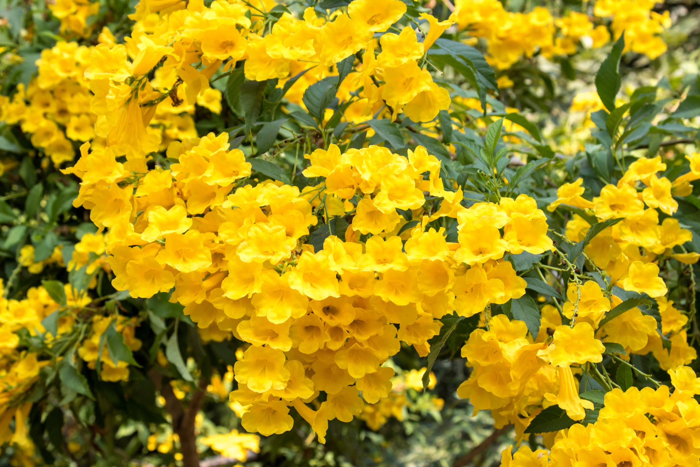 10 TECOMA STANS (Yellow Trumpetbush / Yellow Bells / Yellow Elder / Esperanza) Flower Shrub Bush Seeds