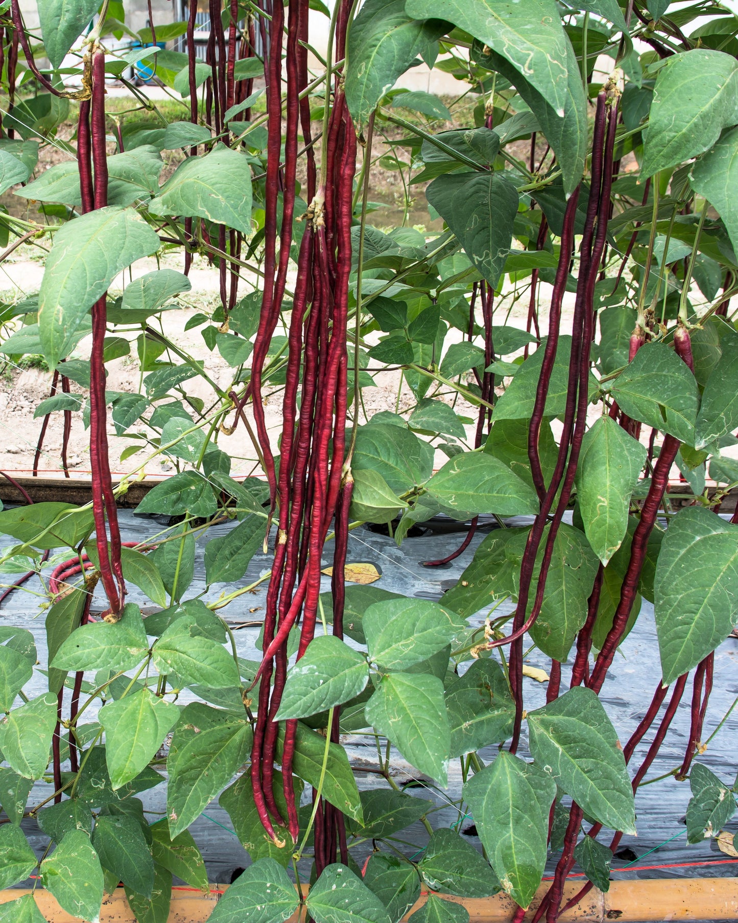 25 RED NOODLE BEAN Yard Long Asparagus Bean Chinese Phaseolus Vulgaris Legume Vegetable Seeds