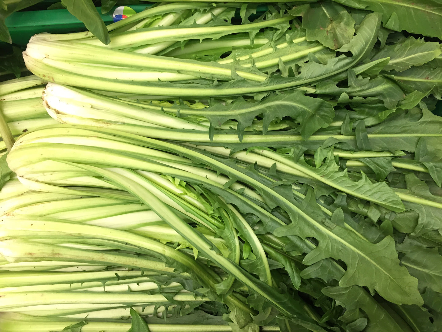 800 EMERALD CATALOGNA ENDIVE Italian Chicory Cichorium Endivia Seeds