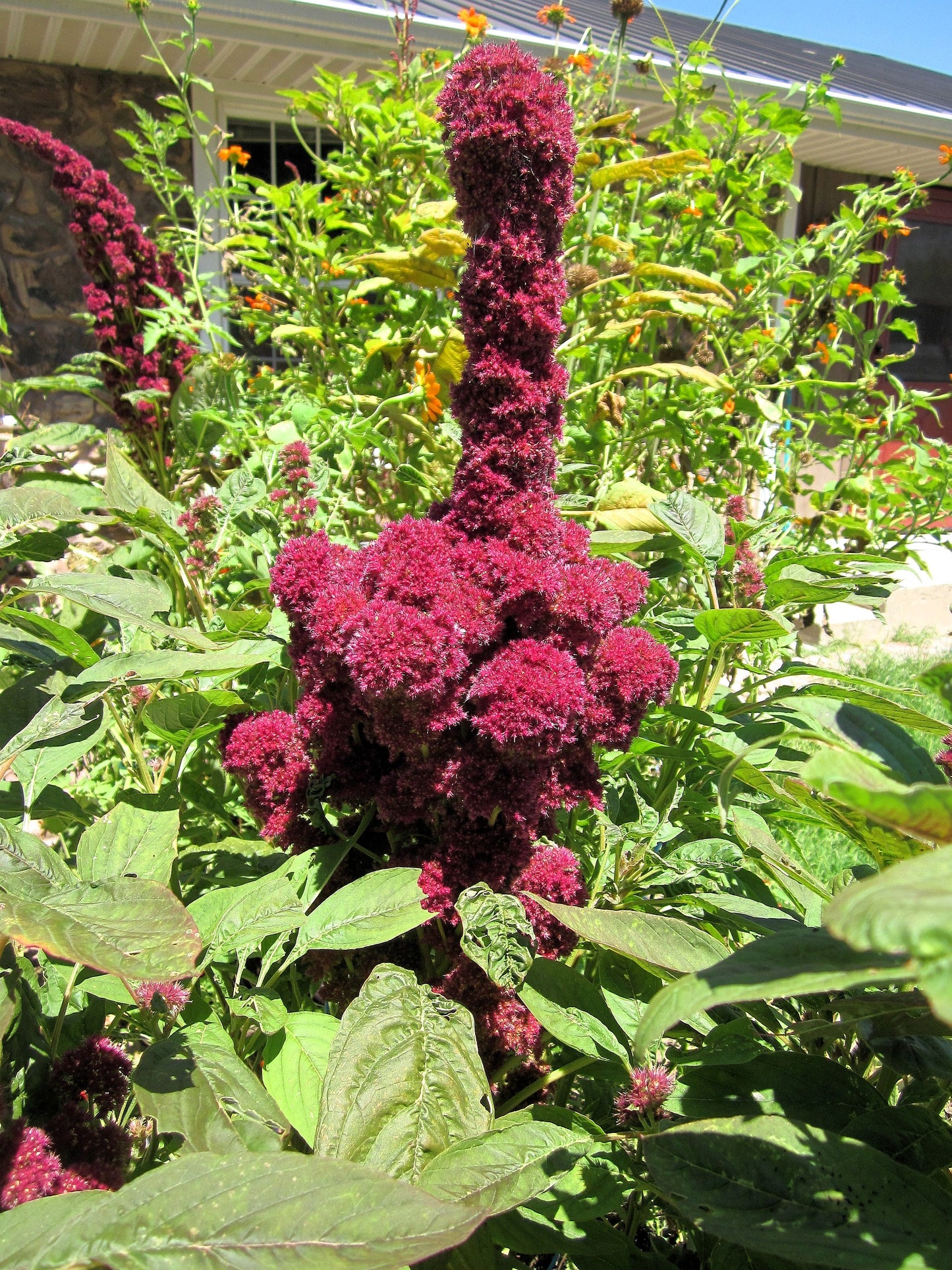 100 Organic ELEPHANT HEAD AMARANTHUS Amaranthus Gangeticus Burgundy Red Flower Seeds