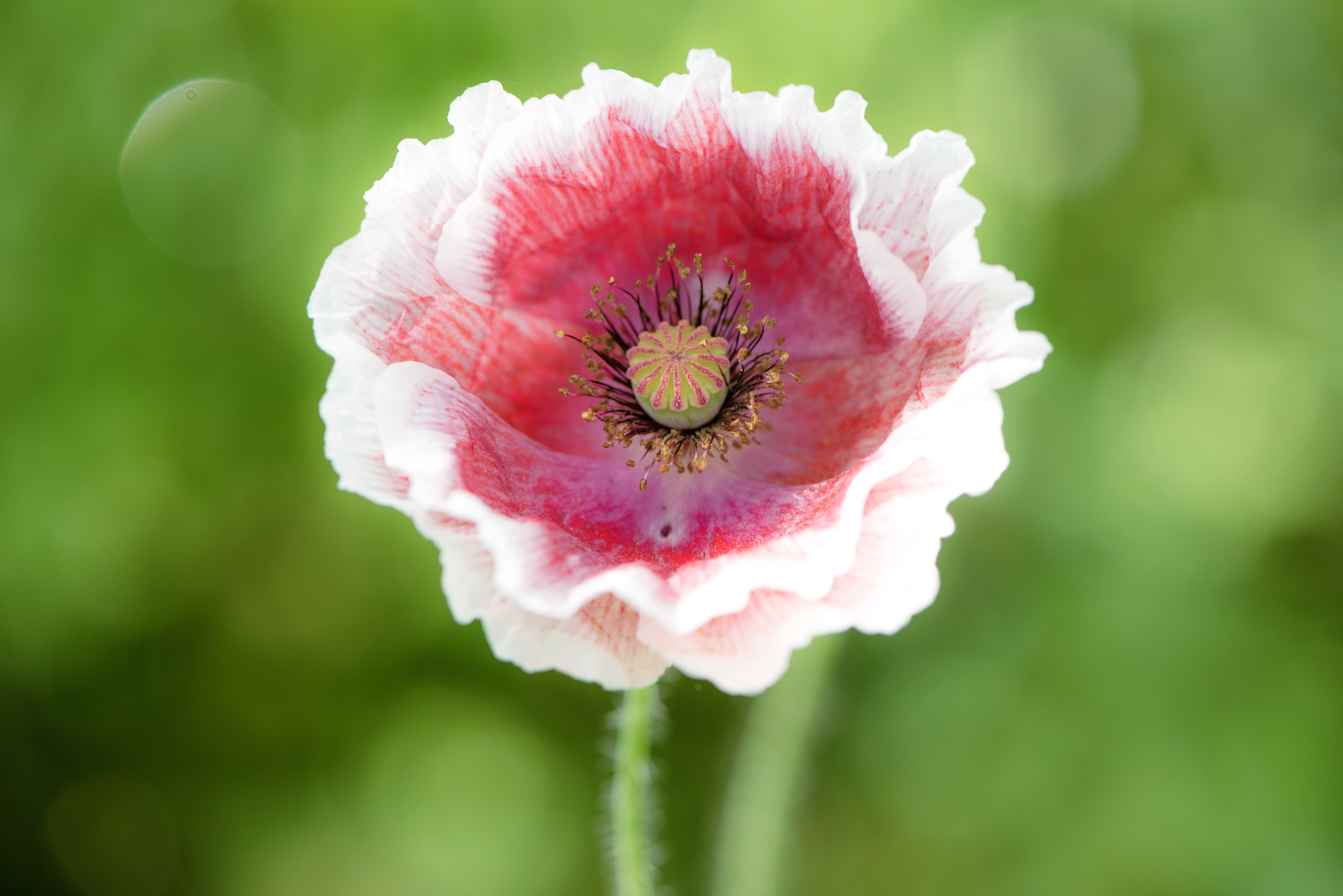 2000 MIXED Colors SHIRLEY POPPY ( aka Corn / Field / Flanders