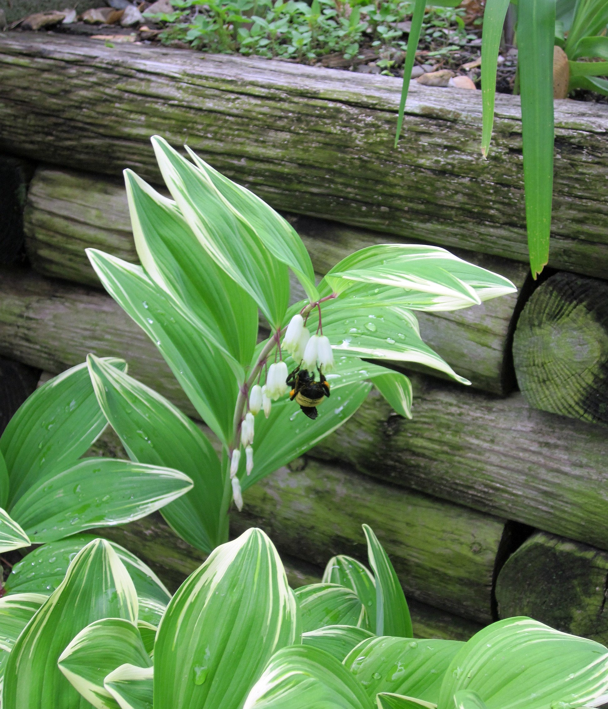 solomon plant succulent 15 Variegated SOLOMONS SEAL Polygonatum Biflorum Canaliculatum Flower Seeds