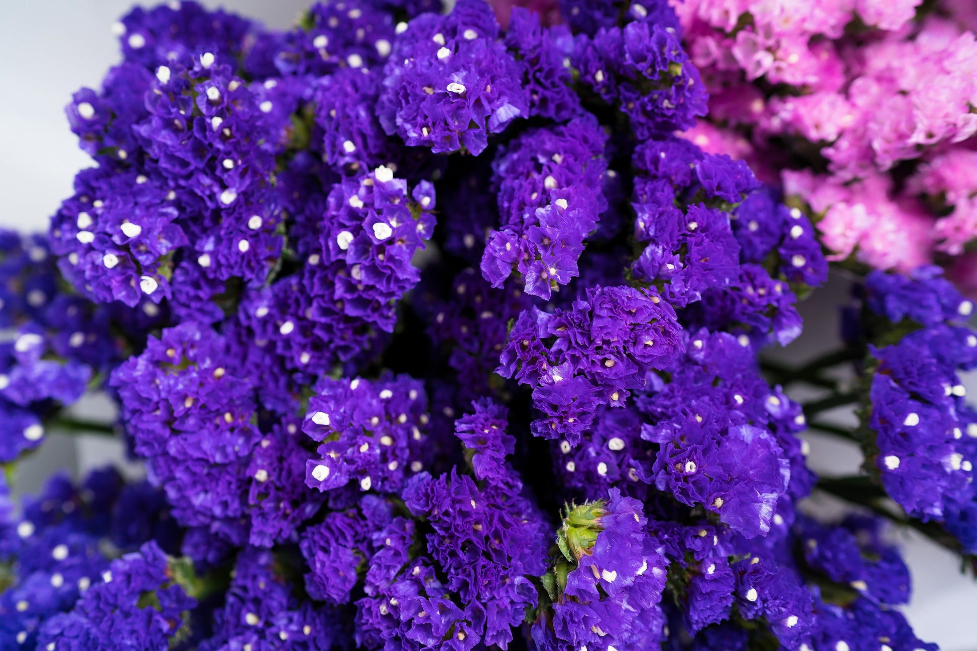 where to buy sea lavender plants 50 Purple STATICE / SEA LAVENDER Limonium Sinuatum Flower Seeds – Seedville USA