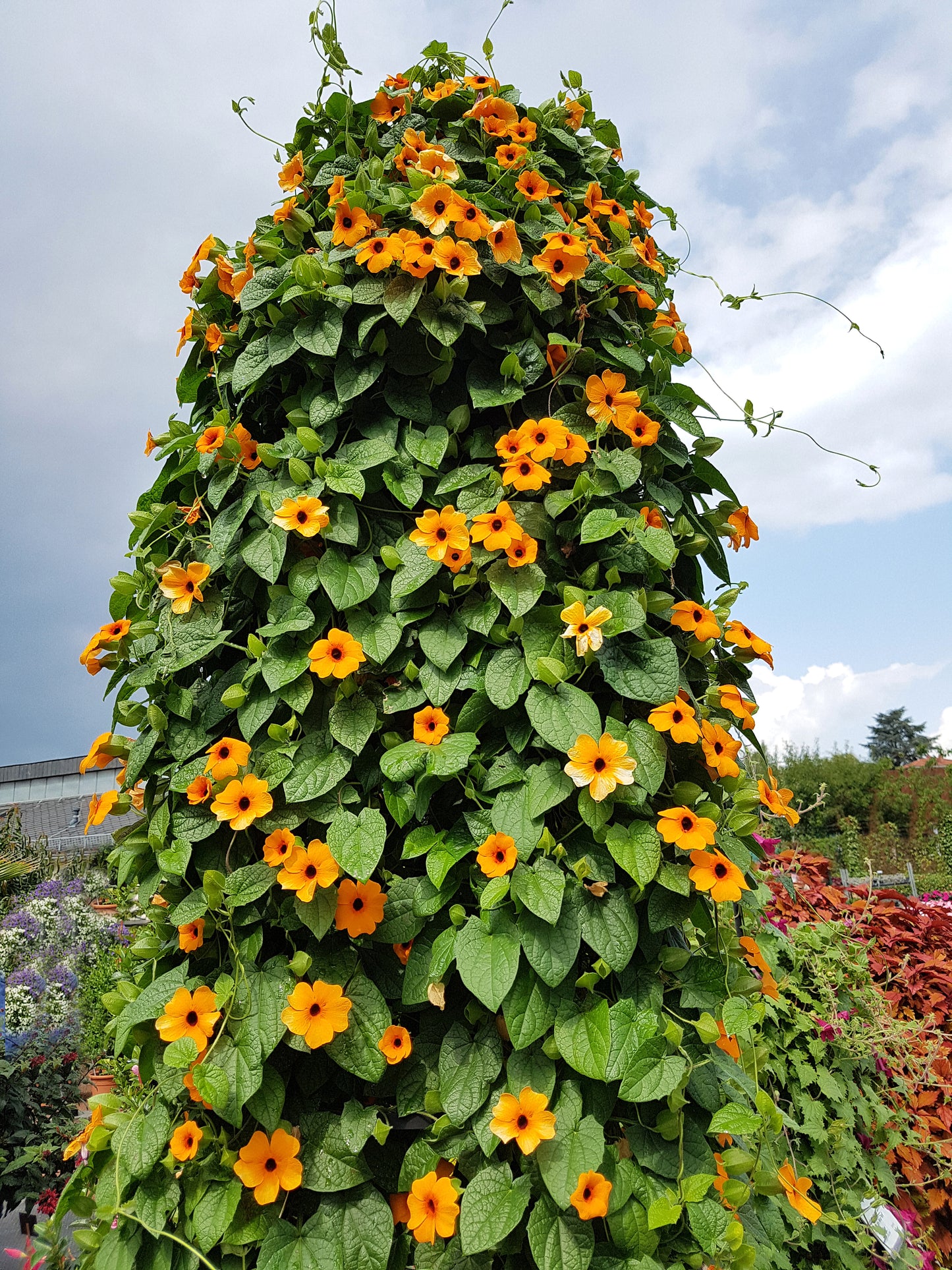 30 BLACK Eyed SUSAN VINE Thunbergia Alata Orange Yellow Black Flower Seeds