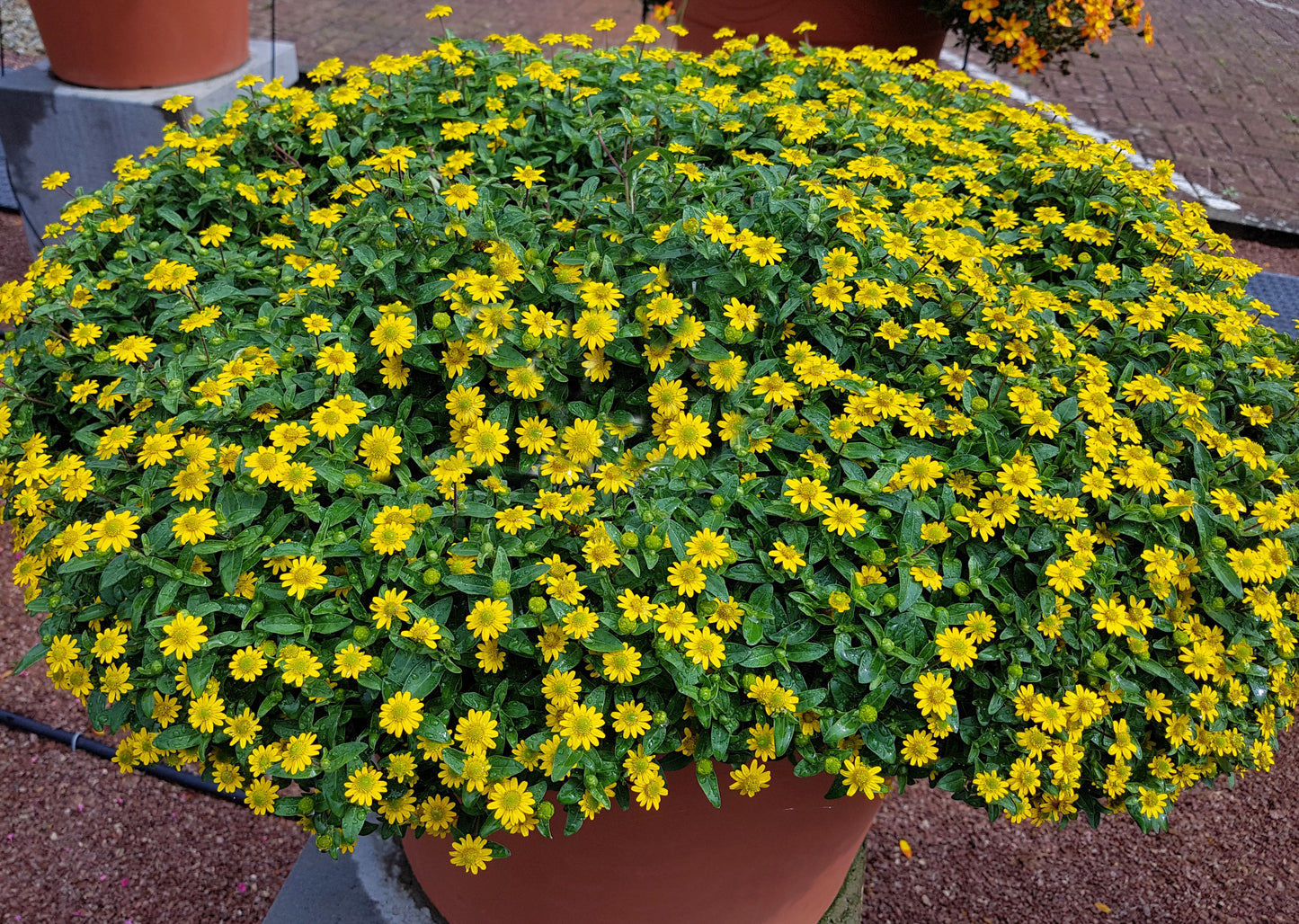 150 YELLOW CREEPING ZINNIA Sanvitalia Procumbens Seeds