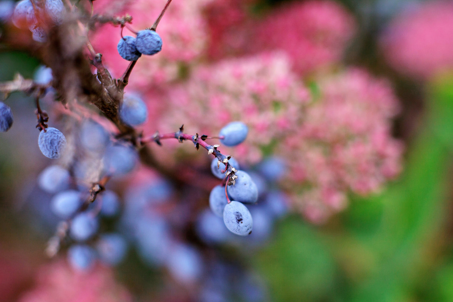 20 NANNYBERRY SWEET VIBURNUM Lentago Shrub Tree Blue Black Berry Fruit White Flower Seeds