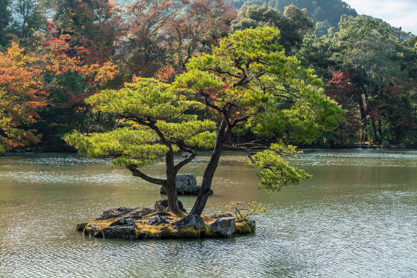 10 Japanese BLACK PINE TREE Evergreen Pinus Thunbergii Seeds