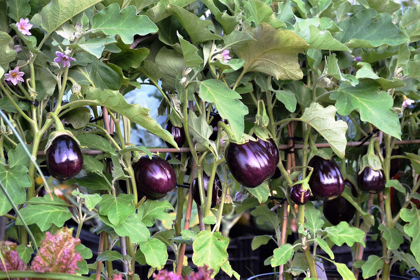 300 FLORIDA MARKET EGGPLANT Purple Aubergine Solanum Melongena Vegetable Seeds