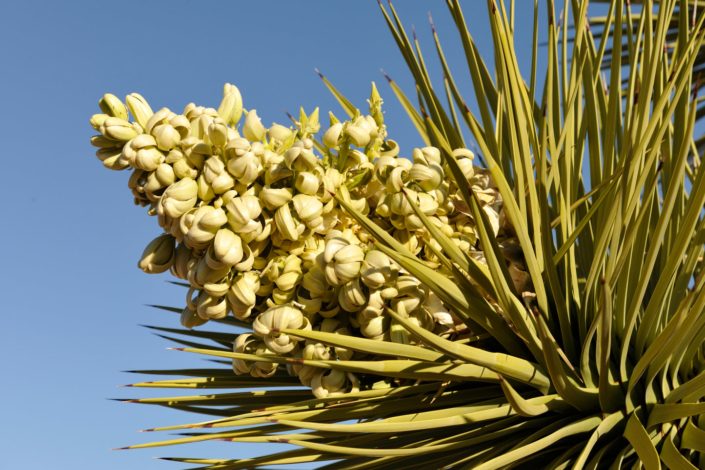 joshua tree succulent 5 JOSHUA TREE Palm Tree Yucca Brevifolia White Flowers Cactus Succulen – Seedville USA